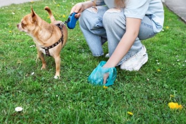 Faut-il passer au sac compostable pour les déjections de votre chien ?