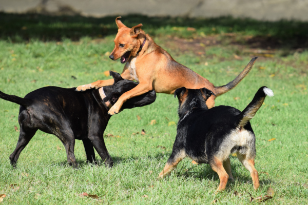 Les parcs canins : un paradis pour les toutous !